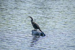 Anhinga anhinga
