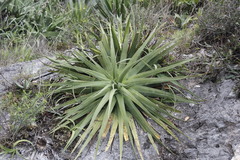 Agave bracteosa
