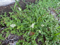Cyperus sesquiflorus sesquiflorus
