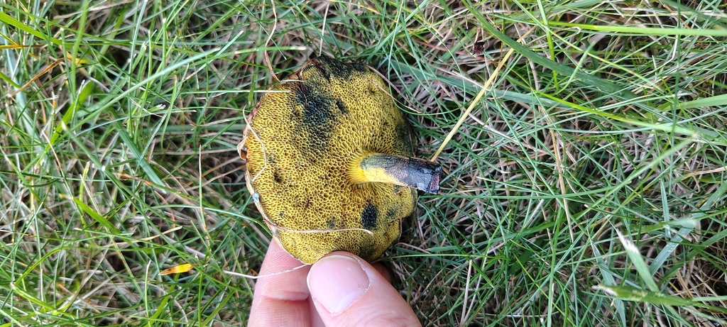 Cyanoboletus cyaneitinctus · September 2026 · photo: Photo: no rights reserved · iNaturalist