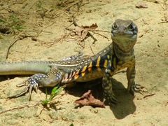 Leiolepis belliana