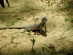 Leiolepis belliana
