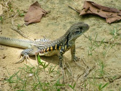 Leiolepis belliana