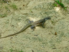 Leiolepis belliana