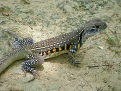 Leiolepis belliana