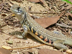 Leiolepis belliana