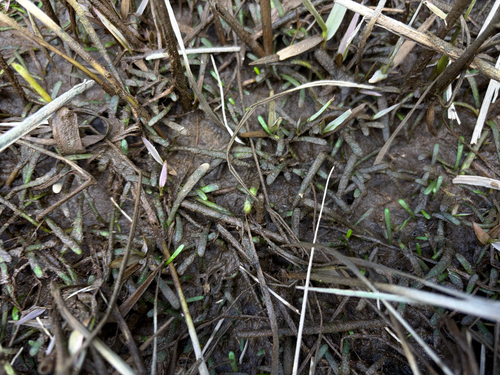 Lilaeopsis chinensis, photograph 1