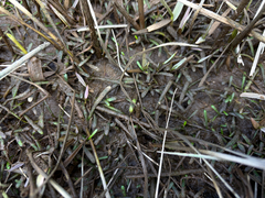 Lilaeopsis chinensis, photograph (c) Logan Young, some rights reserved (CC BY)