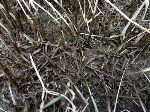Lilaeopsis chinensis, photograph 2