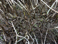 Lilaeopsis chinensis, photograph (c) Logan Young, some rights reserved (CC BY)