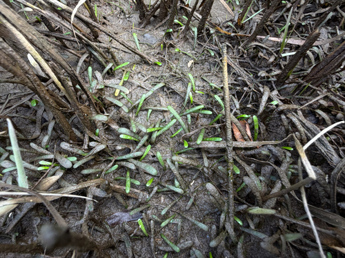 Lilaeopsis chinensis, 2026-09-04