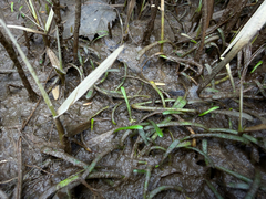 Lilaeopsis chinensis, photograph (c) Logan Young, some rights reserved (CC BY)