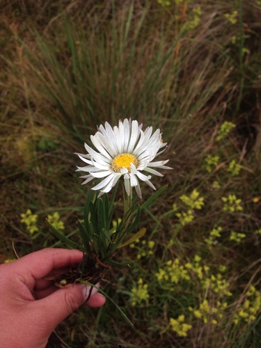Rockhausenia staticifolia · iNaturalist