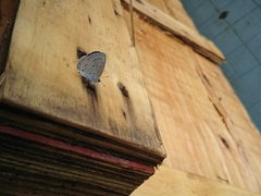 Celastrina lavendularis himilcon