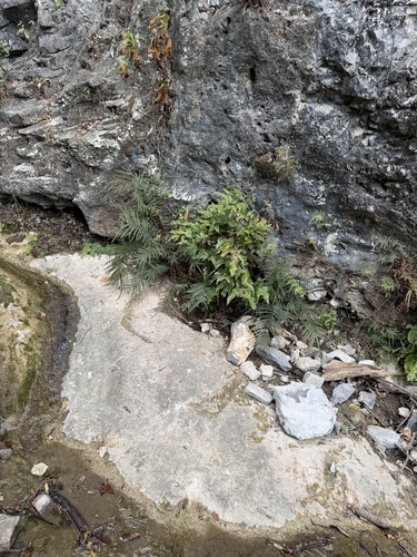 Tectaria heracleifolia, 2026-09-04