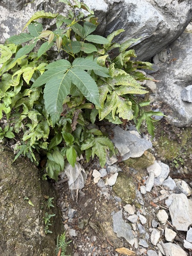 Tectaria heracleifolia, 2026-09-04