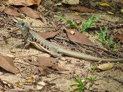 Leiolepis belliana