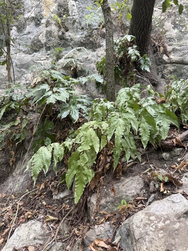 Tectaria heracleifolia, 2026-09-04