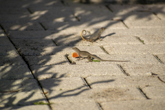 Anolis sagrei