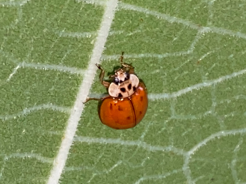 Asian Lady Beetle