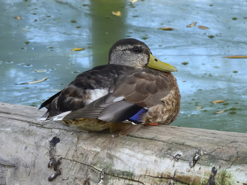 Mallard