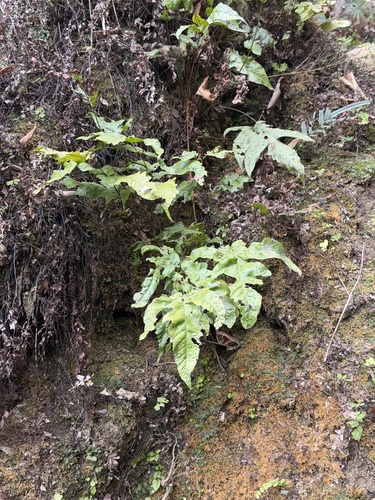 Tectaria heracleifolia, 2026-09-04