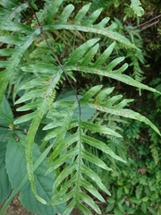 Celastrina lavendularis himilcon
