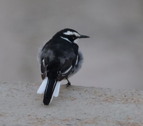 iNaturalist image