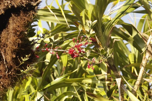 Medinilla waterhousei observed 2026-08-29