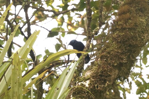 Taveuni Silktail