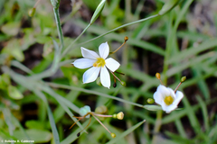 Sisyrinchium albidum
