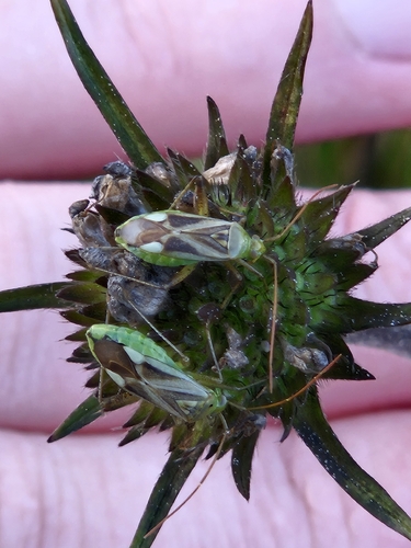 Alfalfa Plant Bug