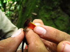 Anolis quaggulus