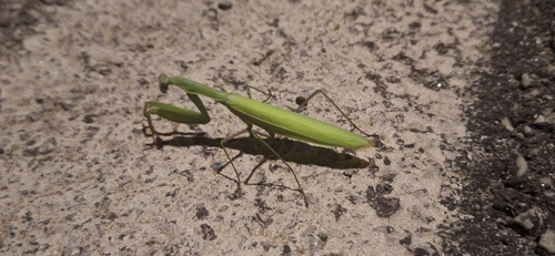 European Mantis