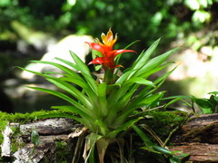 Guzmania lingulata