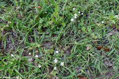 Sisyrinchium albidum