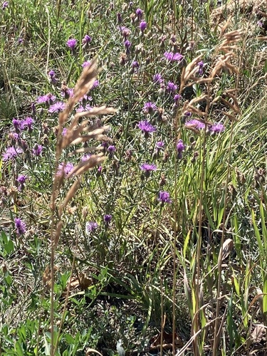 spotted knapweed