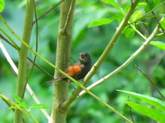 Synallaxis brachyura