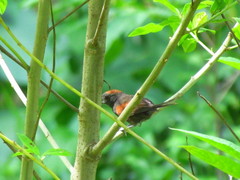 Synallaxis brachyura