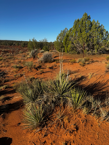 Yucca angustissima