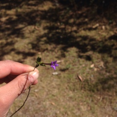 Heterophyllaea lycioides