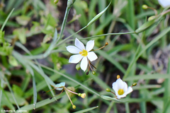 Sisyrinchium albidum