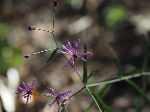 Vernonia angustifolia, photograph 5