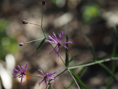 Vernonia angustifolia, photograph (c) carter, some rights reserved (CC BY)