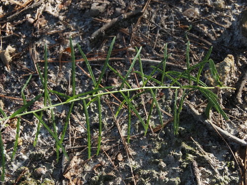 Vernonia angustifolia, photograph 4