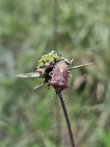 Sloe Bug