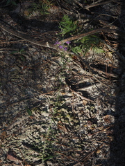 Vernonia angustifolia, photograph (c) carter, some rights reserved (CC BY)