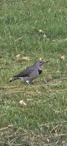 Northern Flicker