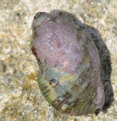 Muricoidea