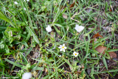 Sisyrinchium albidum